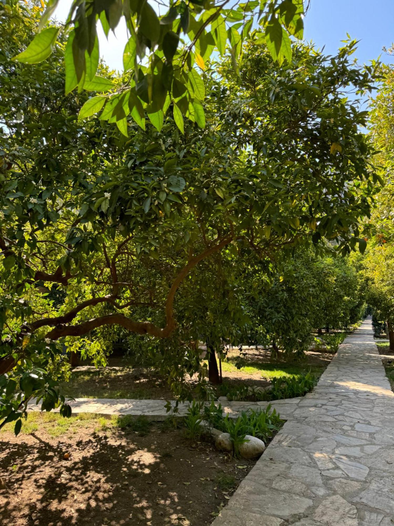 Hotel Yavuz Bungalow Cirali Bagian luar foto