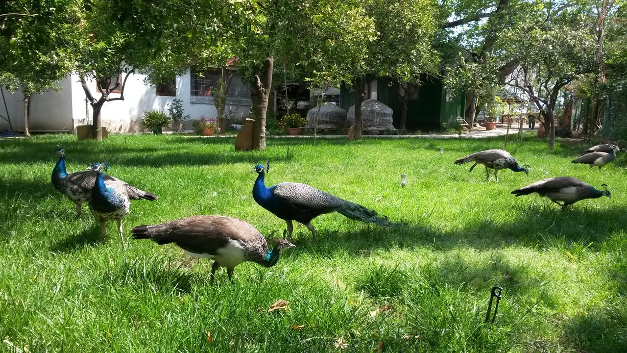 Hotel Yavuz Bungalow Cirali Bagian luar foto